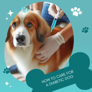 How to Care for a Diabetic Dog