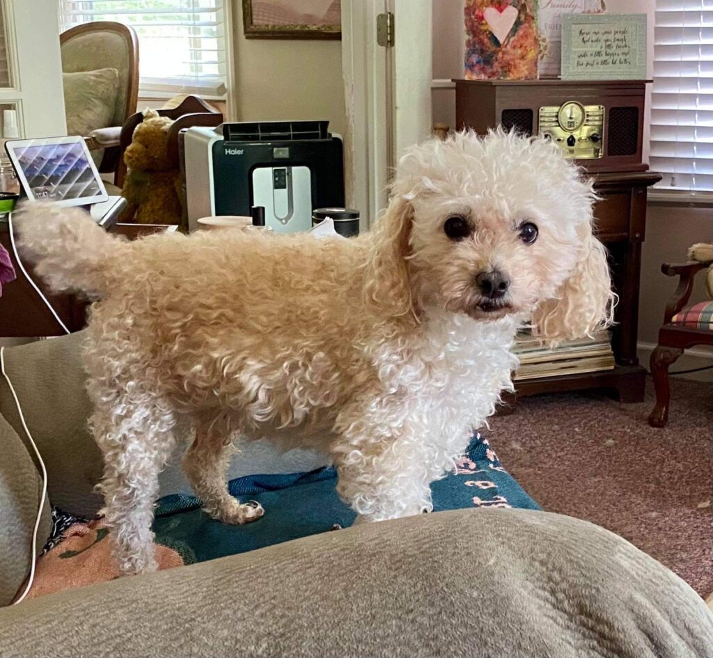 Brady standing on the arm of a couch