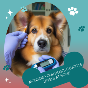 Monitor Your Dog's Glucose Levels at Home