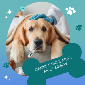 Canine Pancreatitis: An Overview