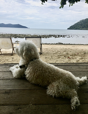 Brady on beach, Koh Chang June 2023 Brady on beach, Koh Chang June 2023