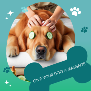 Give You Dog a Massage