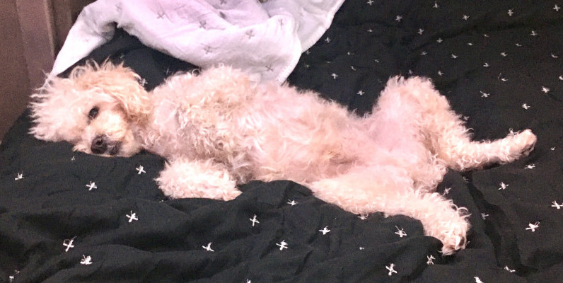 Brady spreadeagle on the bed Brady spreadeagle on the bed