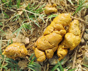 Yellow dog poop