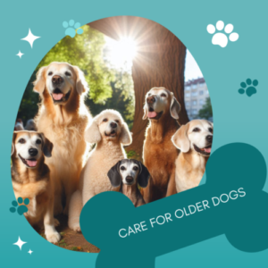 Care for Older Dogs