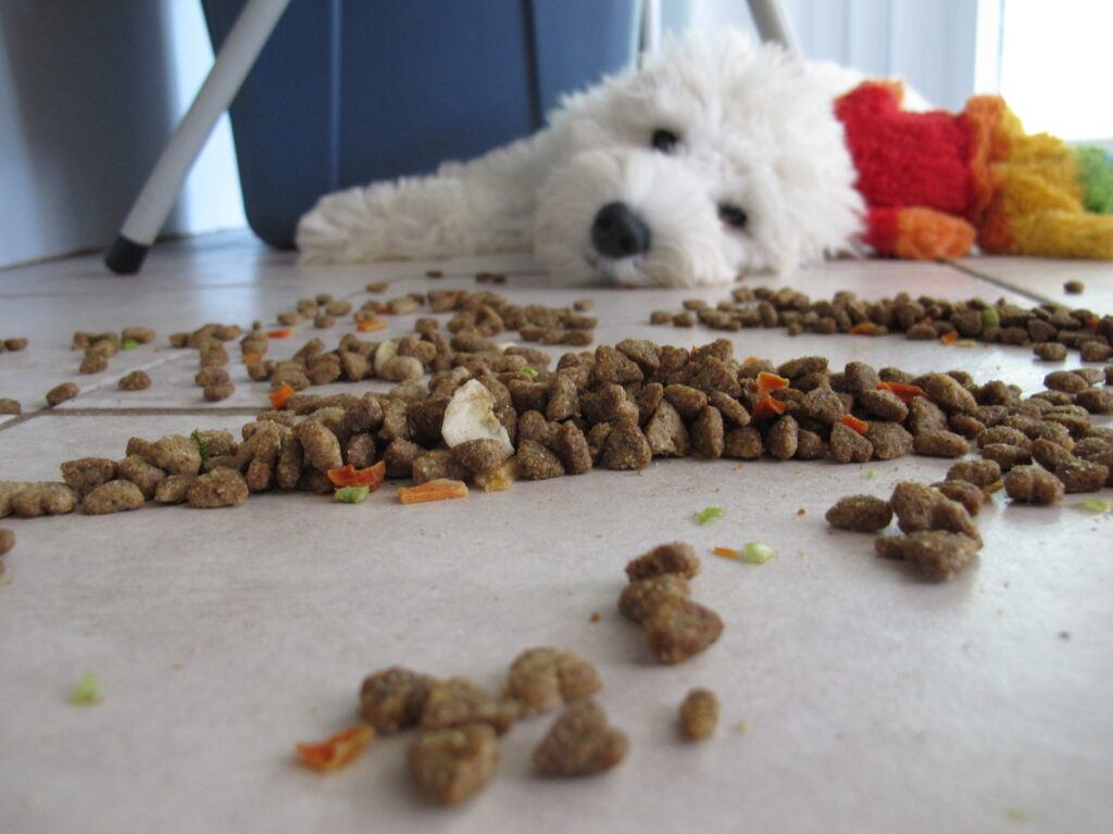 Dog looking at food on floor