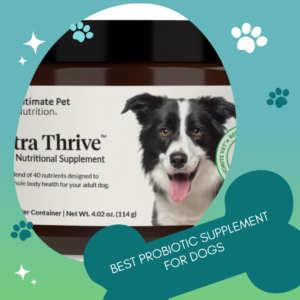 Best Probiotic Supplement for Dogs