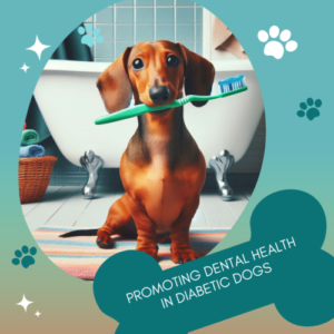 Dental Health in Diabetic Dogs