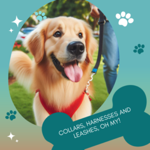 Golden retriever with a harness on a leash.