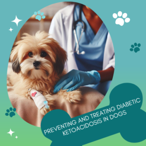 Preventing and Treatind Diabetic Ketoacidosis in Dogs