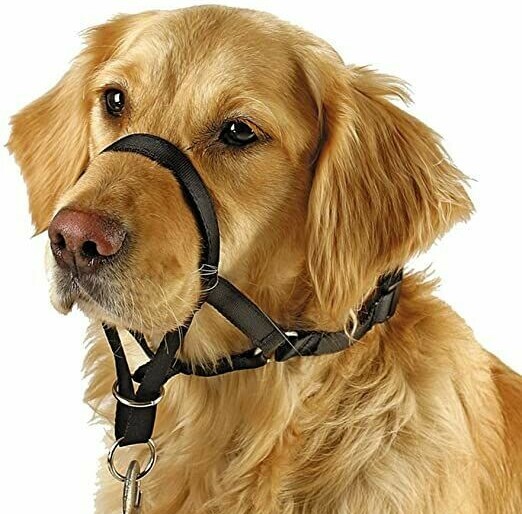 Dog in Head Collar