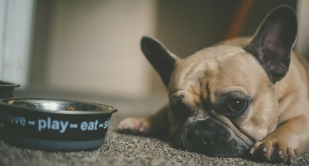 Dog looking at bowl