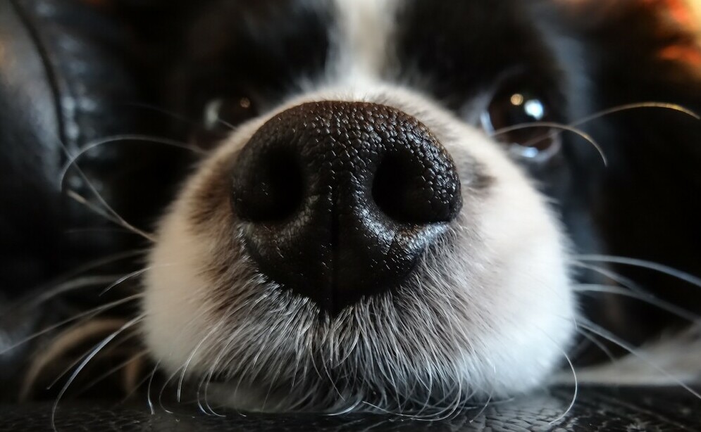 Dog nose