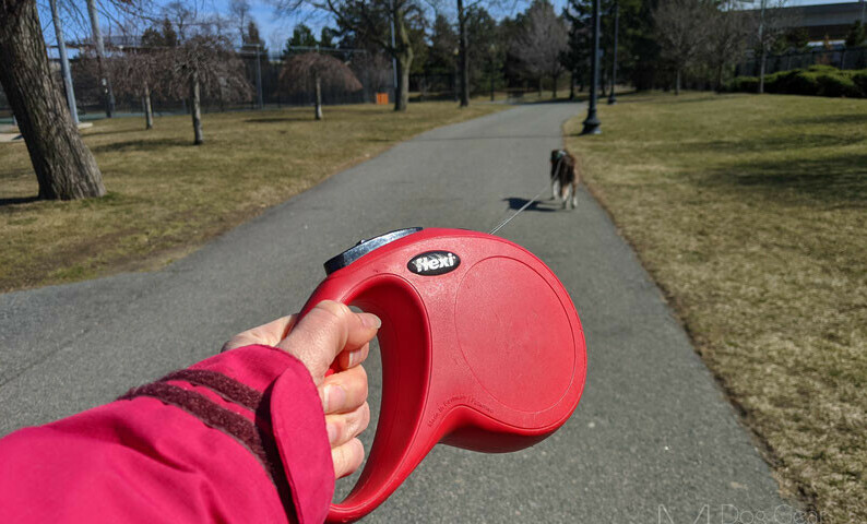 Dog on retractable leash