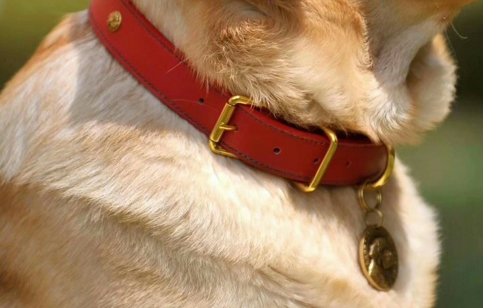 Flat Dog Collar on Dog