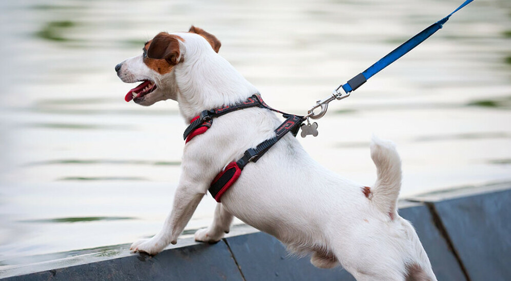 Jack Russell in a harness