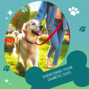 Exercising your diabetic dog