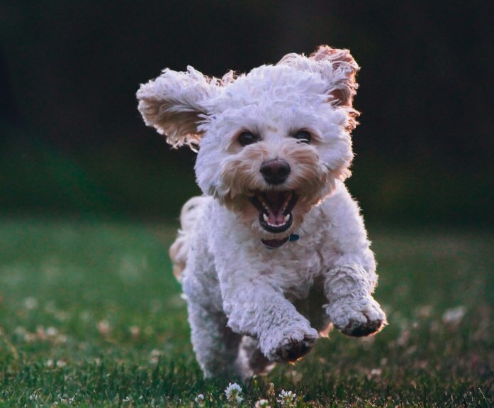 Happy Dog Running