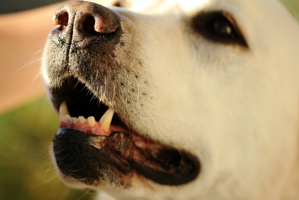 White Dog showing Teeth